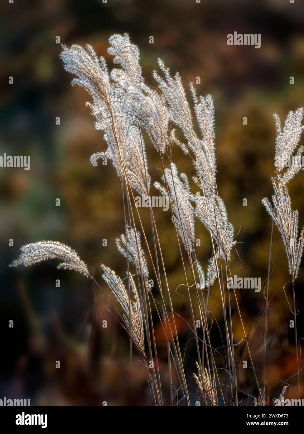 Primo piano delle teste di semi dell'erba d'argento giapponese Miscanthus sinensis 'Ferner Osten' in autunno su uno sfondo scuro Foto Stock