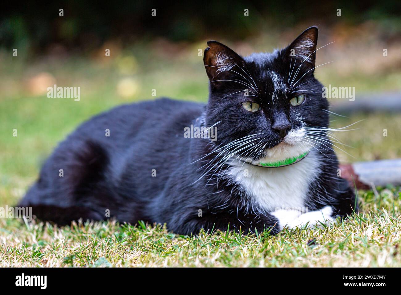 Un primo piano di un gatto smoking bianco e nero steso su un prato in estate Foto Stock