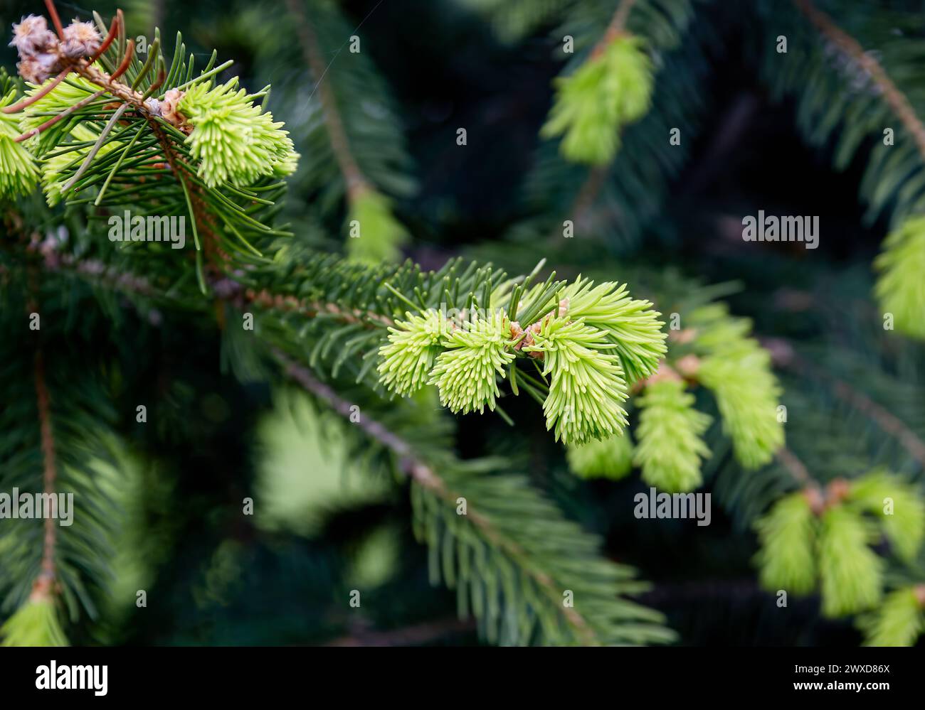immagine di aghi giovani su un albero di conifere Foto Stock