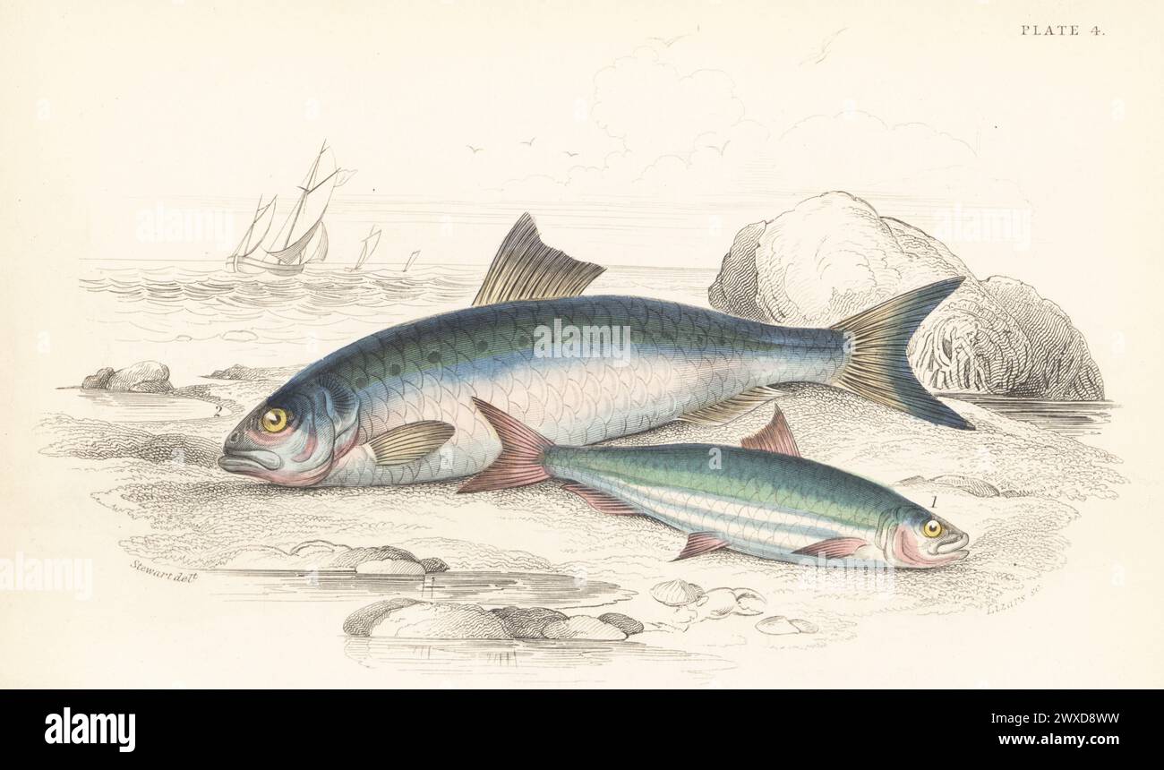 Pilchard europeo, Sardina pilchardus (Clupea pilchardus) 1 e twaite shad, Alosa fallax (Alosa finta) 2. Incisione in acciaio colorata a mano di William Lizars dopo un'illustrazione di James Stewart da The Naturalist's Library di Sir William Jardine, Ichthyology, British Fishes, W.H. Lizars, Edimburgo, 1843. Foto Stock
