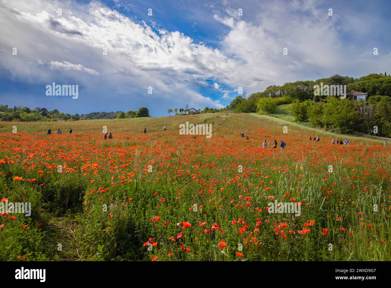 Ampi campi di papavero in primavera in Italia Foto Stock