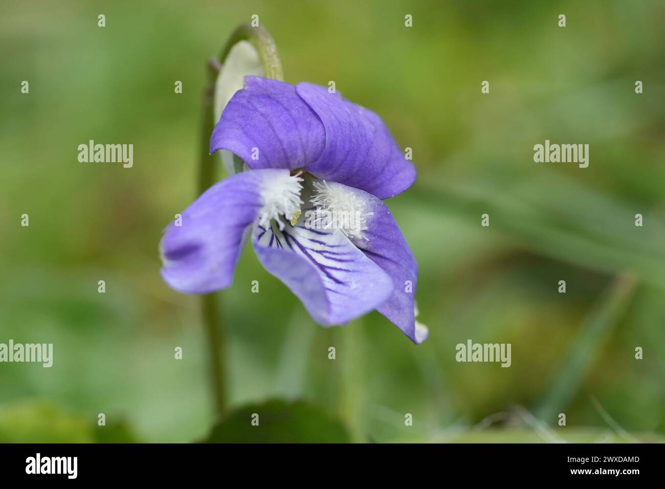 Primo piano naturale su una viola-cane comune blu appena emersa, Viola riviniana Foto Stock