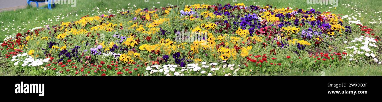 Giardino dei fiori con pansie a Chard, Somerset, Inghilterra, regno unito Foto Stock