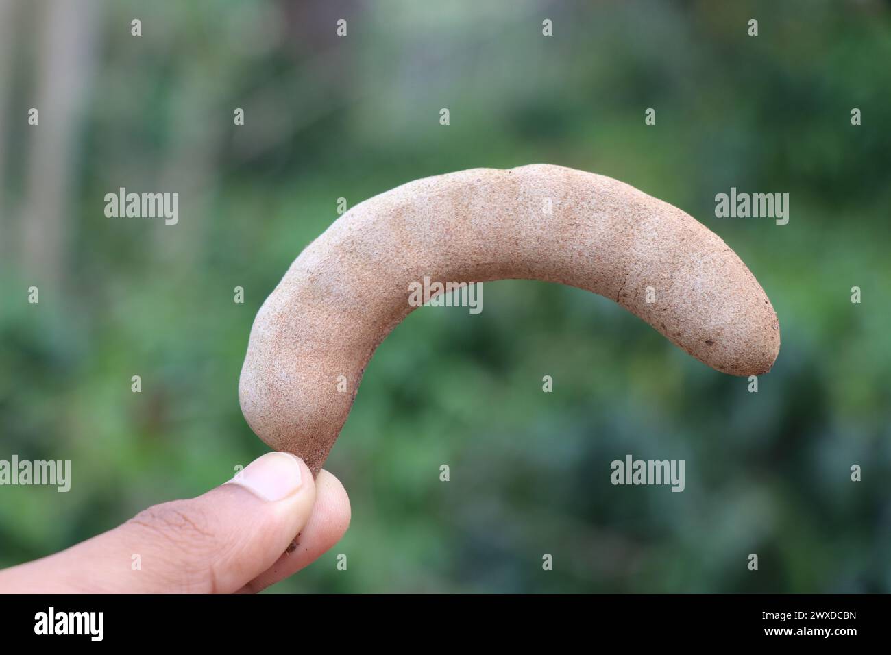 Il tamarindo biologico matura e appena raccolto tenuto in mano su sfondo naturale. Tamarindo intero non sbucciato Foto Stock