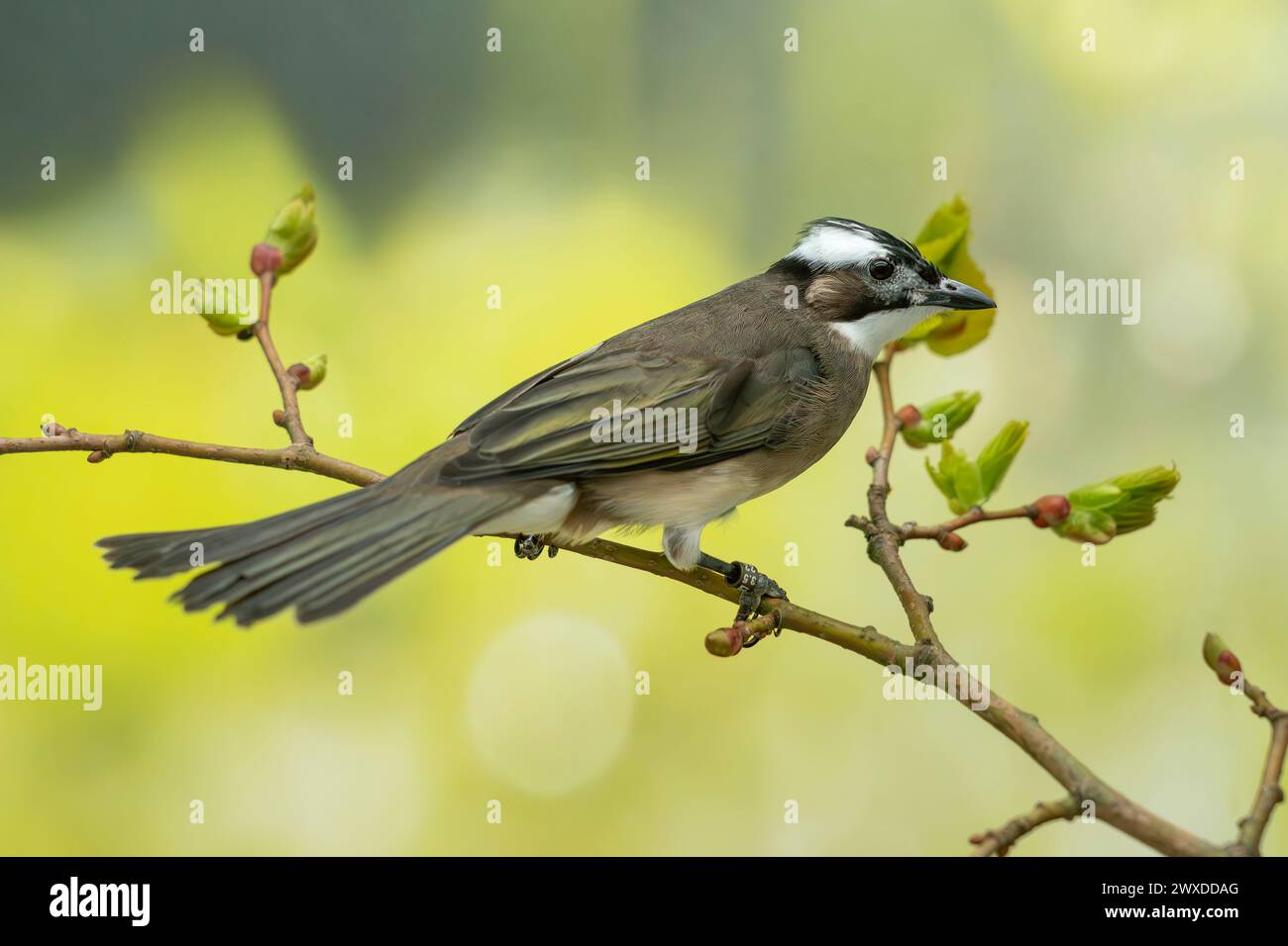 Bulbul con sfiato chiaro o bulbul cinese, Pycnonotus sinensis Foto Stock