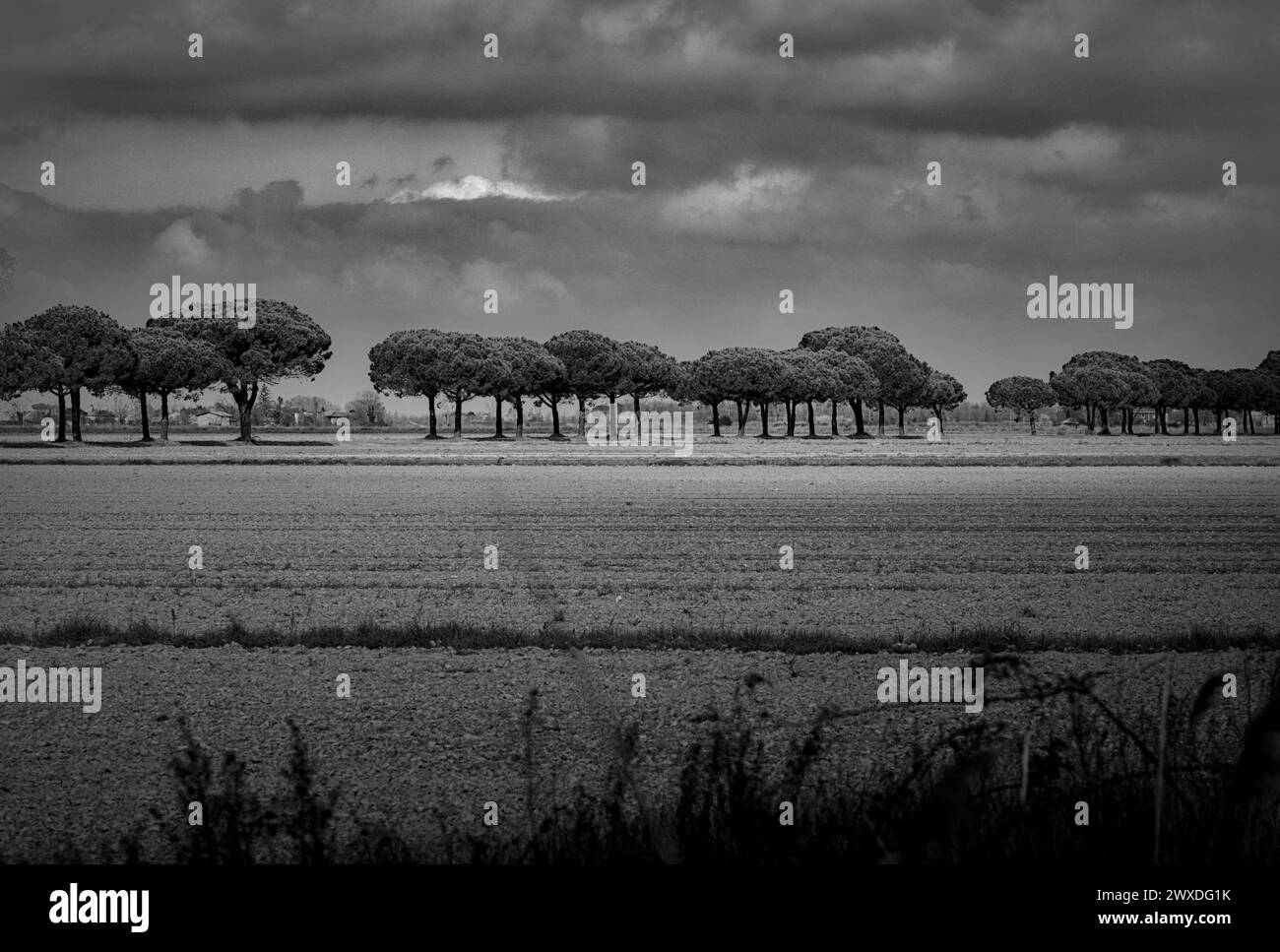 Zona tra Lido di Dante e Foce dei fiumi uniti, Romagna. Il posto è una riserva naturale con una bella pineta. Belle nuvole Foto Stock