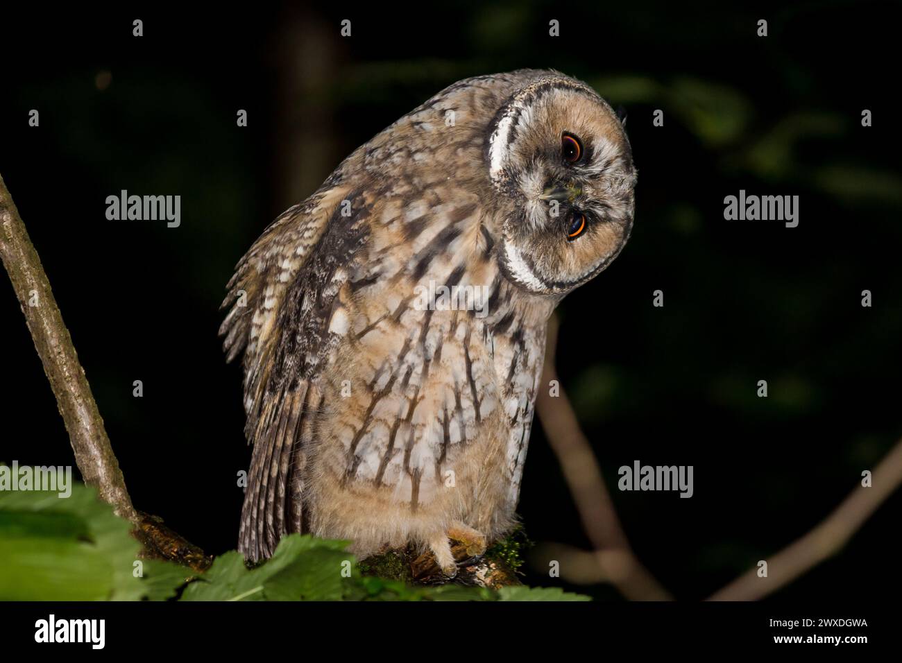 Giovane gufo dalle orecchie lunghe (Asio otus) che agita la testa dalla curiosità. Regione di Kaluzhskiy, Russia Foto Stock