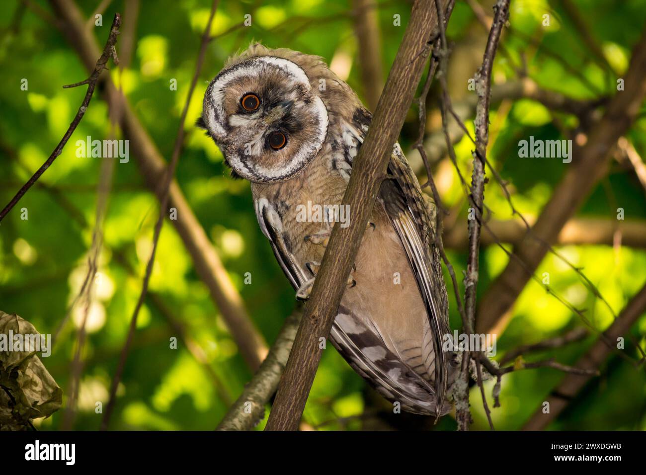 Giovane gufo dalle orecchie lunghe (Asio otus) che agita la testa dalla curiosità. Regione di Kaluzhskiy, Russia Foto Stock
