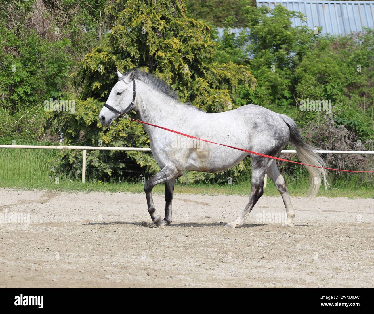 Cavallo grigio su una linea di affondo durante un allenamento in un club di equitazione Foto Stock