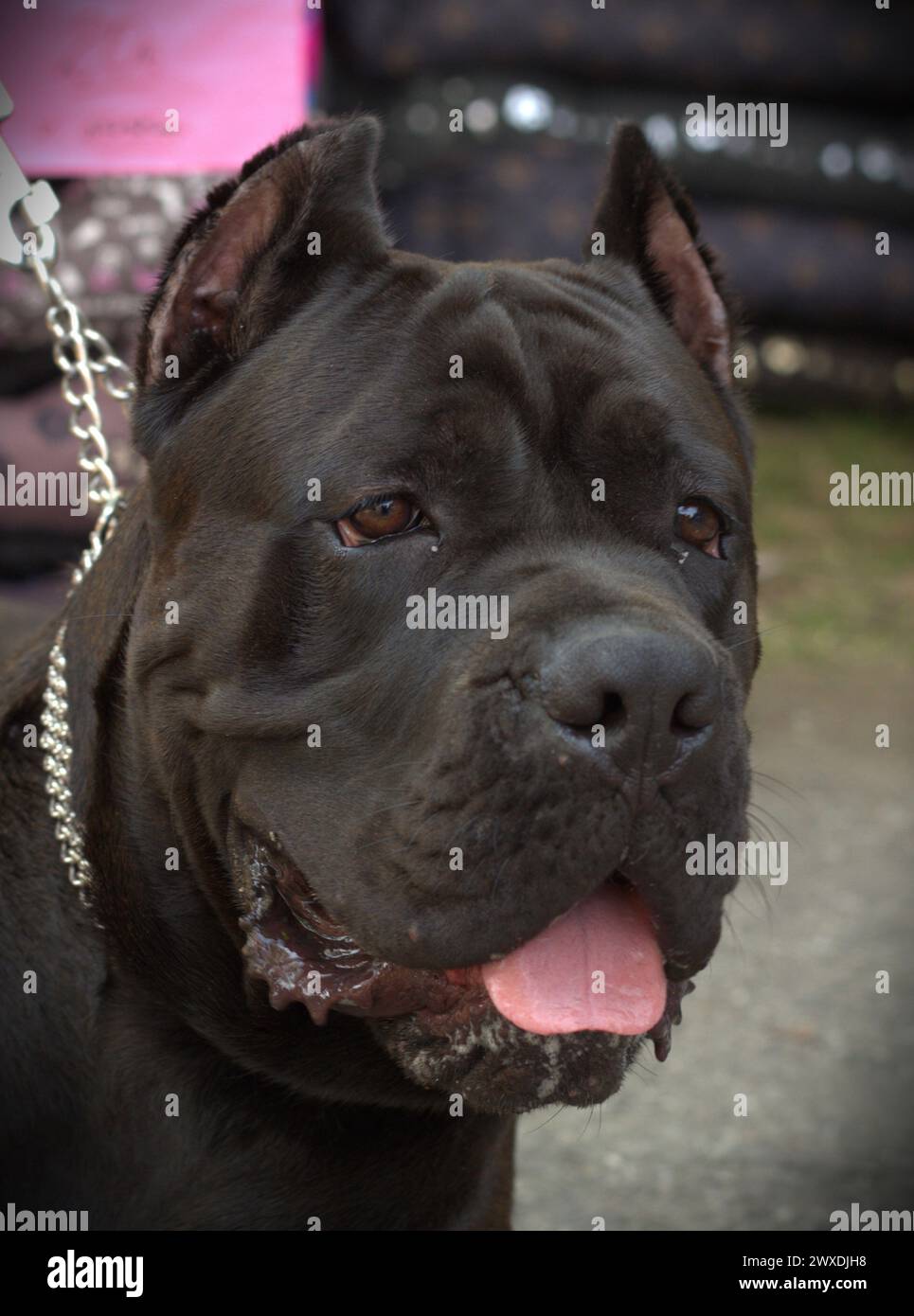 Ritratto di un giovane maschio nero cane corso Foto Stock