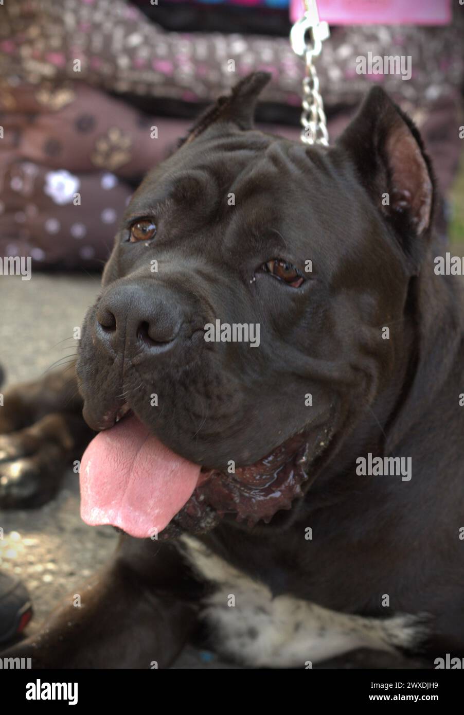 Ritratto di un giovane maschio nero cane corso Foto Stock