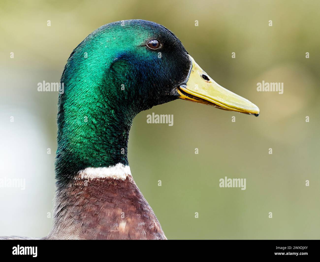 vista laterale testa anatra mallard - maschio Foto Stock