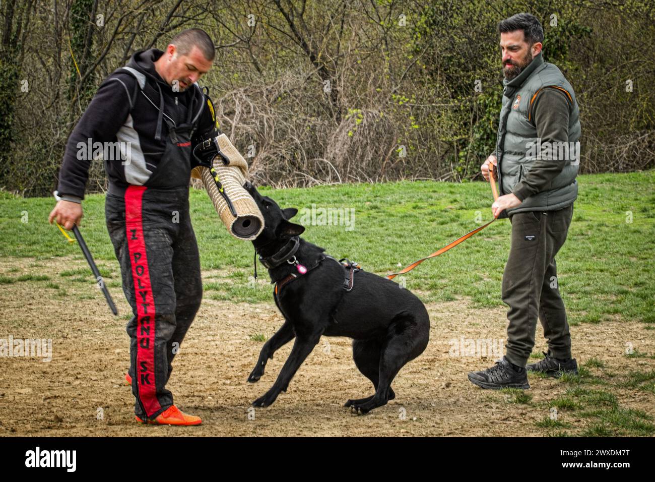 Sport per cani - Pastore tedesco con un aiutante durante un allenamento di lavoro di protezione Foto Stock