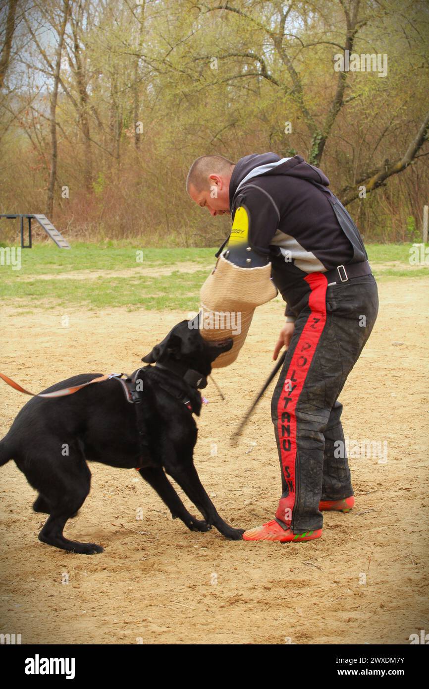 Sport per cani - Pastore tedesco con un aiutante durante un allenamento di lavoro di protezione Foto Stock