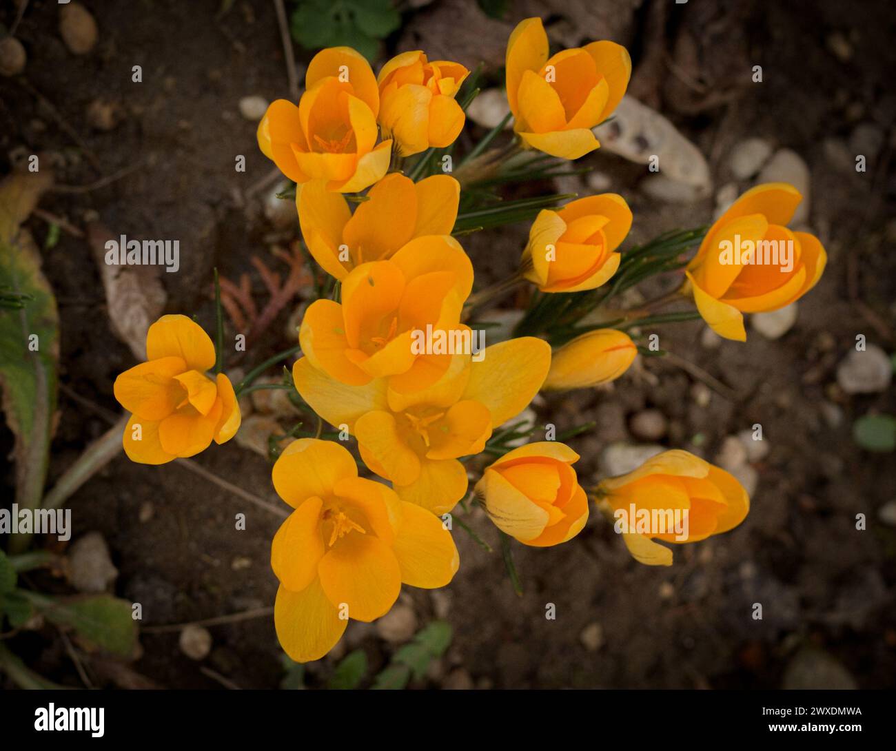 La bellezza dei fiori di Crocus Foto Stock