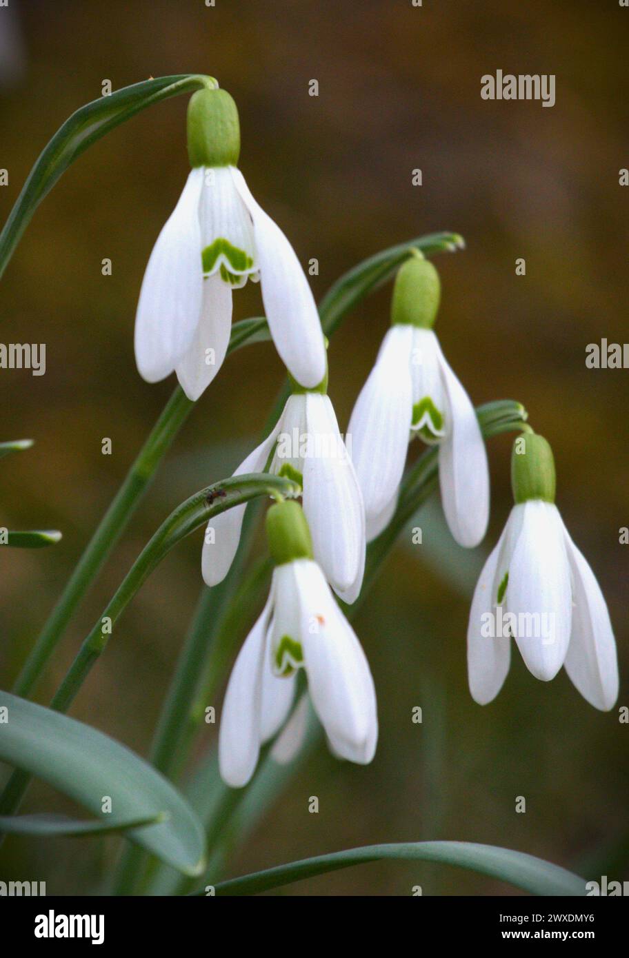 Snowdrop, o Galanthus, è un piccolo genere di circa 20 specie di piante erbacee perenni bulbose della famiglia delle Amaryllidaceae Foto Stock