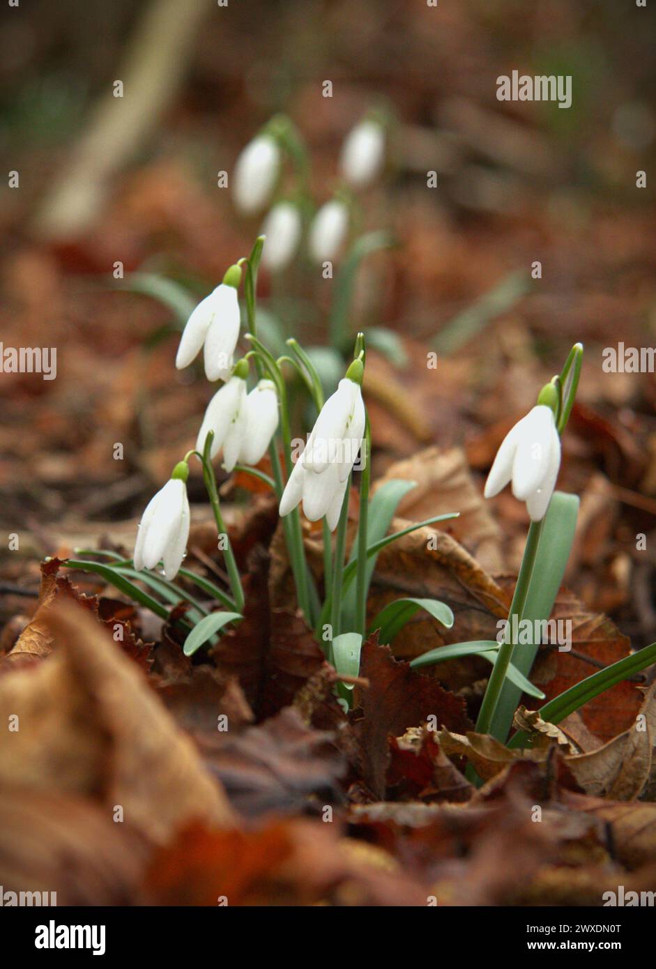 Snowdrop, o Galanthus, è un piccolo genere di circa 20 specie di piante erbacee perenni bulbose della famiglia delle Amaryllidaceae Foto Stock