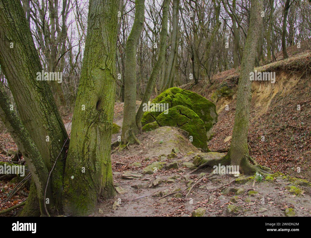 Foresta dell'Europa centrale all'inizio della primavera Foto Stock