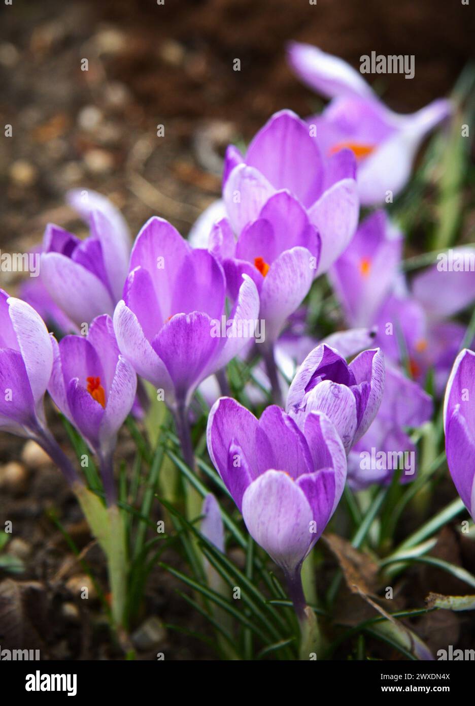 La bellezza dei fiori di Crocus Foto Stock