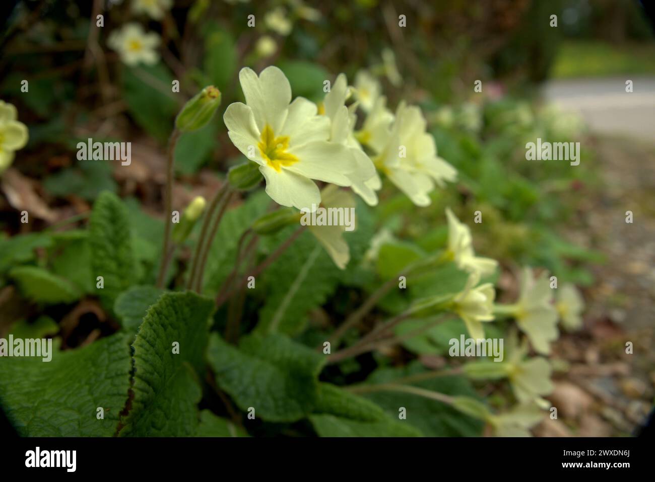 Primrose gialle in primavera, Regno Unito Foto Stock