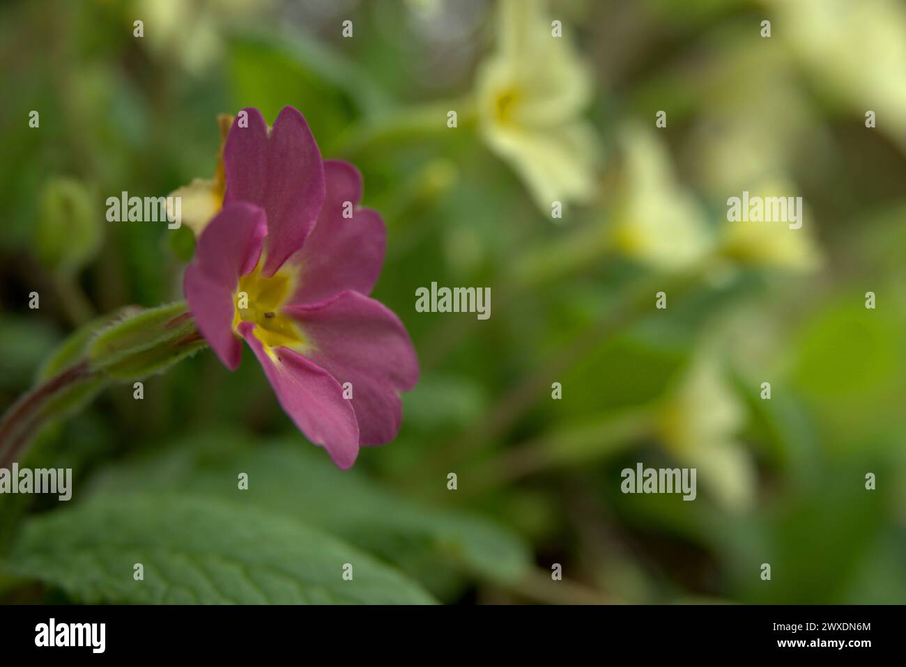 Primrose viola primavera, Regno Unito Foto Stock