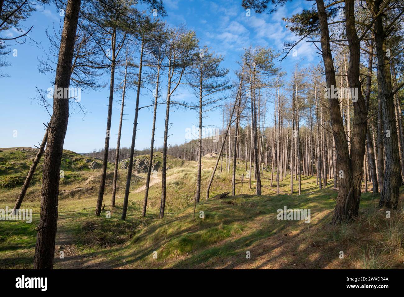 Riserva naturale della foresta di Newborough sulla costa meridionale di Anglesey, Galles del Nord. Foto Stock