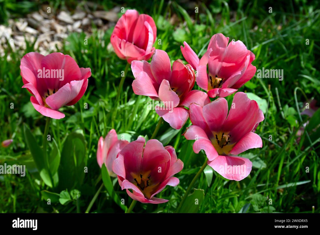 Fiori primaverili di tulipani rosa completamente aperti, tulipa Darwin Hybrid "Mjoystick Van Eijk" che cresce in erba nella marcia dei giardini del Regno Unito Foto Stock