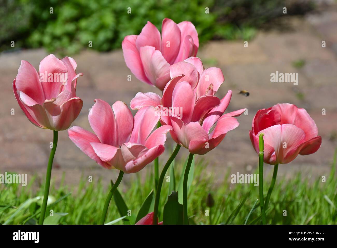 Fiori primaverili di tulipani rosa completamente aperti, tulipa Darwin Hybrid "Mjoystick Van Eijk" che cresce in erba nella marcia dei giardini del Regno Unito Foto Stock