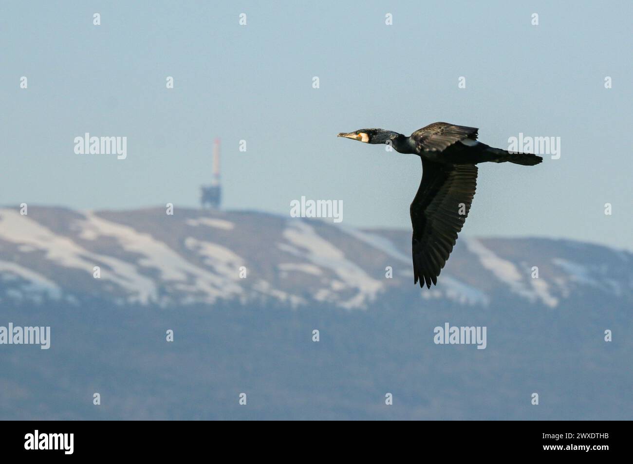 Grande cormorano che vola di fronte al monte Chasseral jura, in Svizzera Foto Stock