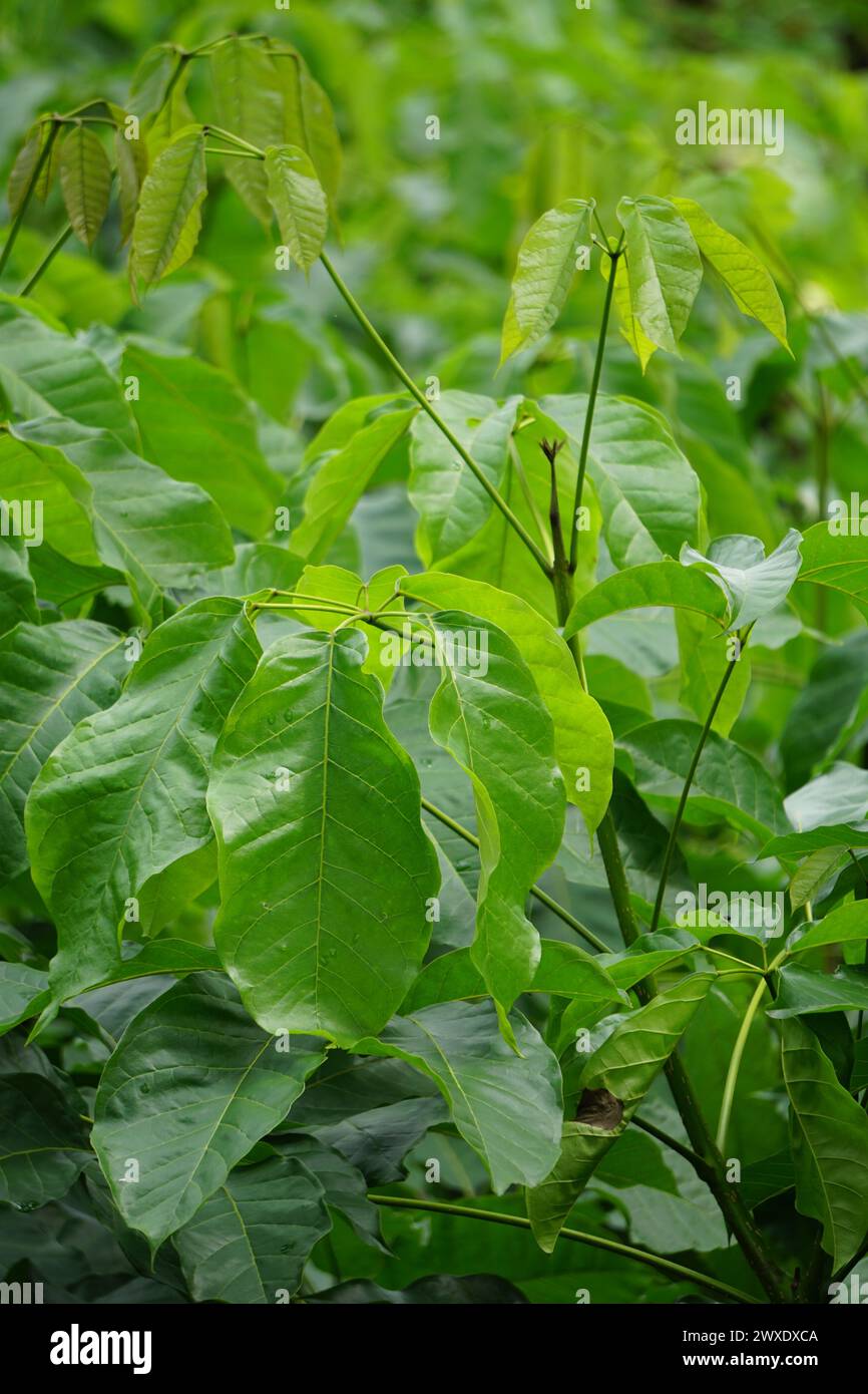 Tabebuia caraiba (Tabebuia aurea, tromba caraibica, tromba argentata, albero d'oro) con sfondo naturale. Foto Stock