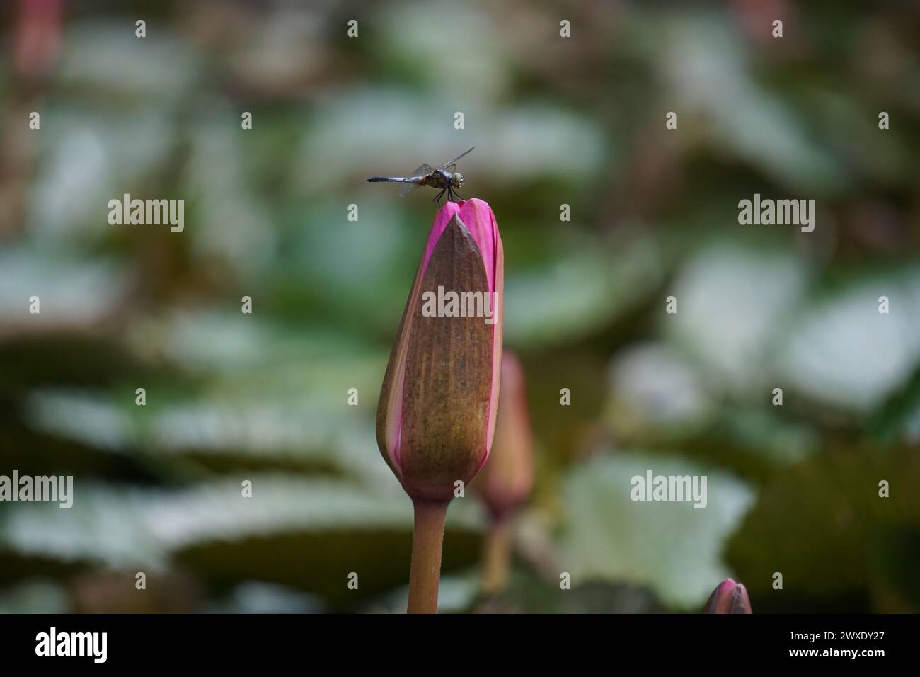 Dragonfly sul fiore di ninfee Foto Stock