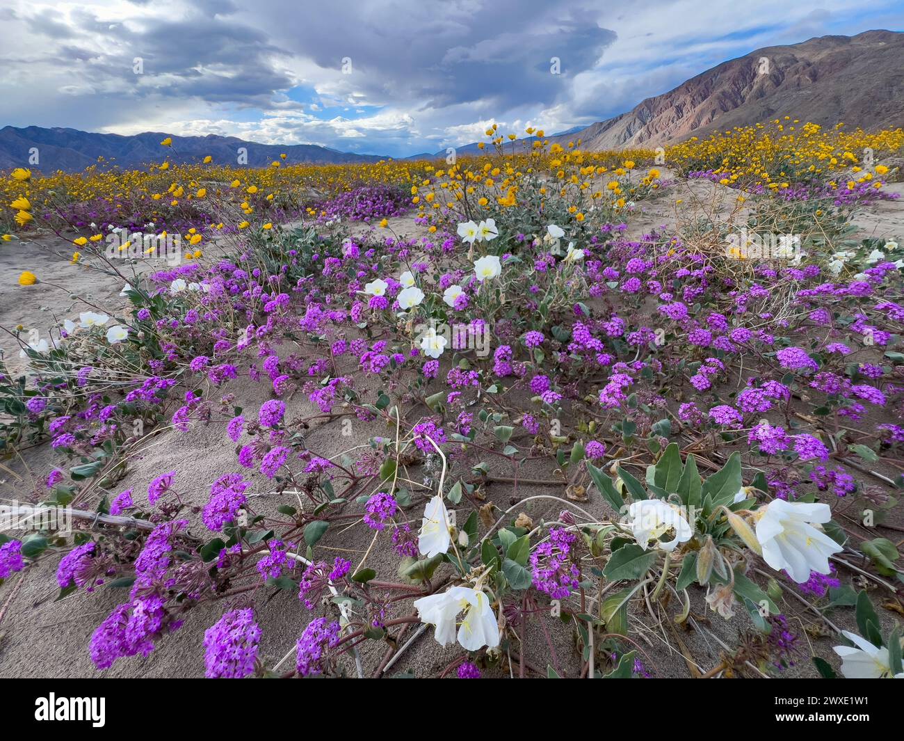 Fiori del deserto Superbloom nel parco statale del deserto di Anza-Borrego, contea di San Diego, California, Stati Uniti Foto Stock