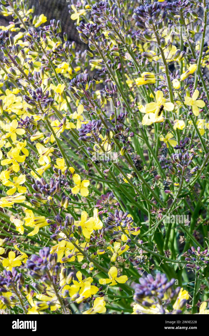 Broccoli germinanti viola, Brassica oleracea. Una pianta è stata lasciata troppo a lungo e produce fiori gialli e va a semina. Foto Stock