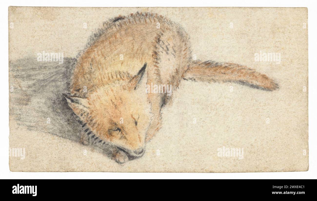Dipinto ad acquerello di una volpe addormentata di Gerard ter Borch. Gerard ter Borch, noto anche come Gerard Terburg, è stato un pittore di genere olandese che visse nel secolo d'oro olandese. Ha influenzato i pittori olandesi Gabriel Metsu, Gerrit Dou, Eglon van der Neer e Johannes Vermeer. Zwolle, Paesi Bassi, c. 1626 - prima del 1662 pennello per acquerello (vernice) di carta gesso. l'originale misura 7 x 12 cm Foto Stock