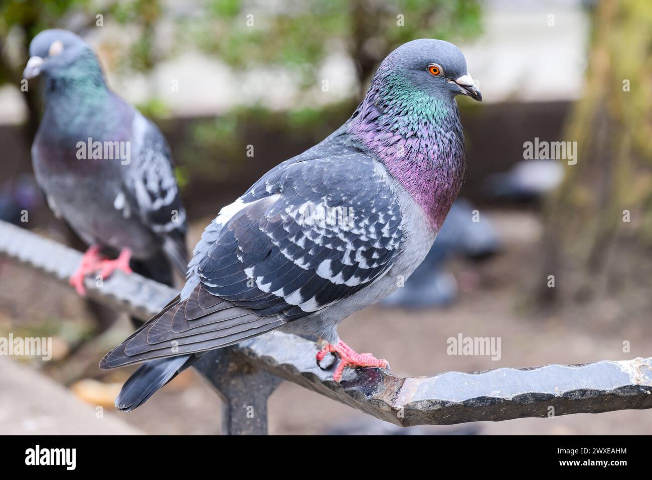 Primo piano del piccione nel centro di Londra in piedi con piume iridescenti della gola Foto Stock