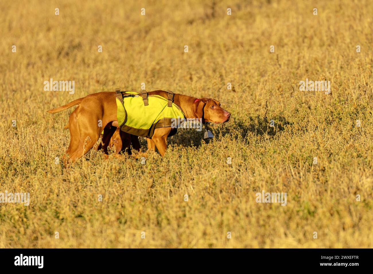 Addestramento dei cani da caccia sul prato Foto Stock