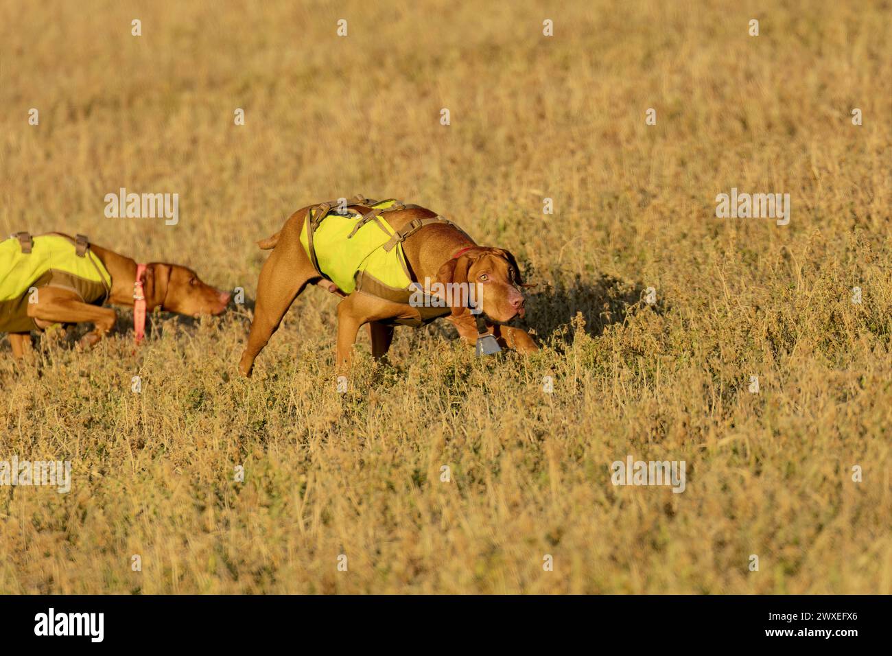 Addestramento dei cani da caccia sul prato Foto Stock