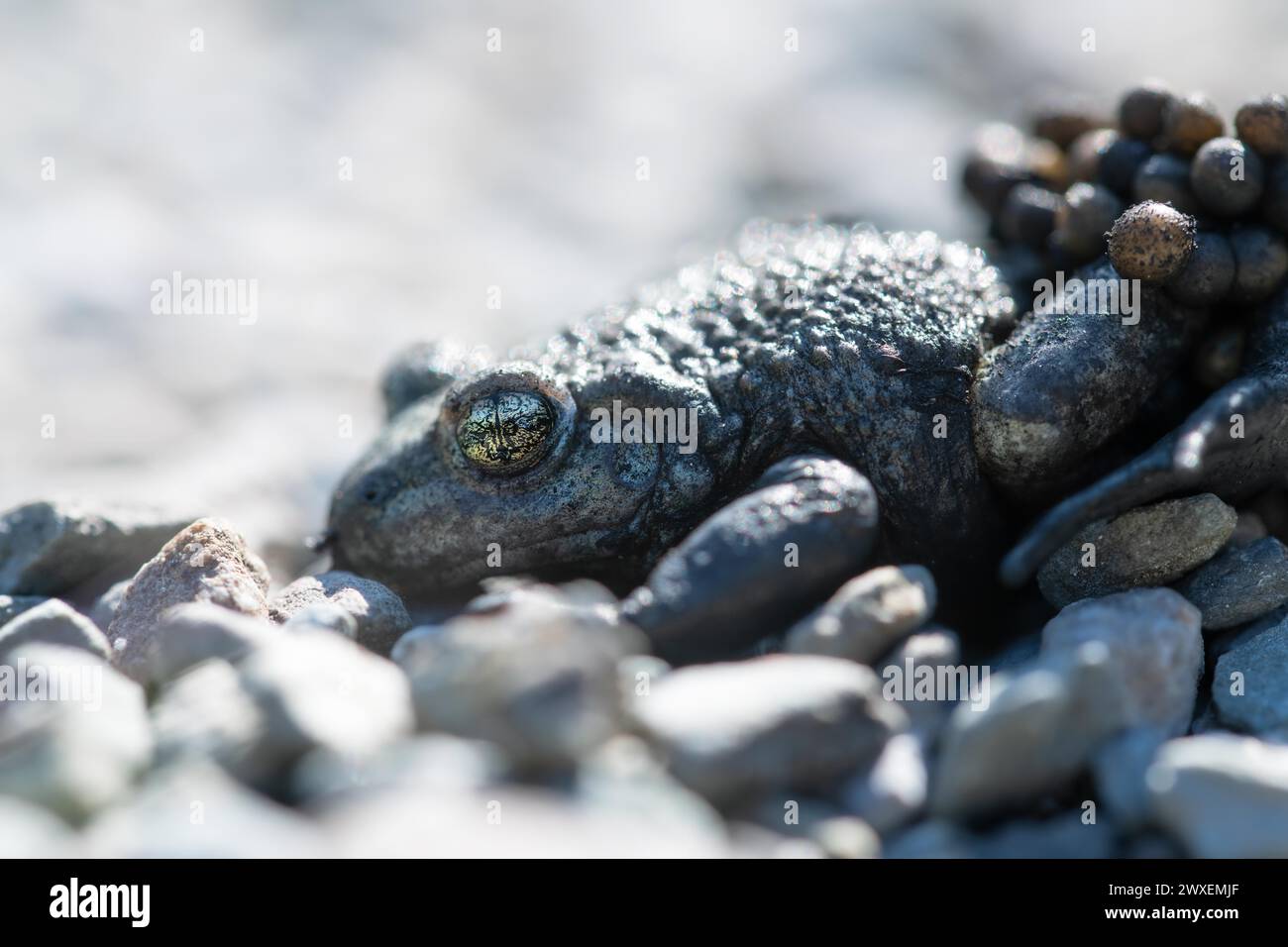 Comune rospo di ostetrica (Alytes ostetricans), maschio con uova ben mimetizzate tra piccole pietre, Renania settentrionale-Vestfalia, Germania Foto Stock
