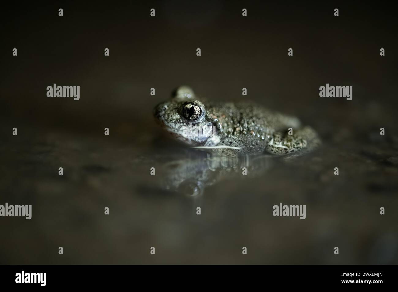 Rospo comune di ostetrica (Alytes ostetricans), seduta in acqua di notte, Renania settentrionale-Vestfalia, Germania Foto Stock