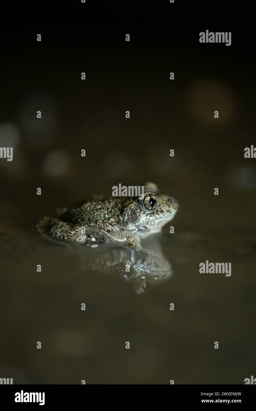 Rospo comune di ostetrica (Alytes ostetricans), seduta in acqua di notte, Renania settentrionale-Vestfalia, Germania Foto Stock