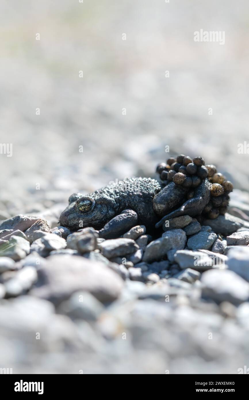 Comune rospo di ostetrica (Alytes ostetricans), maschio con uova ben mimetizzate tra piccole pietre, Renania settentrionale-Vestfalia, Germania Foto Stock