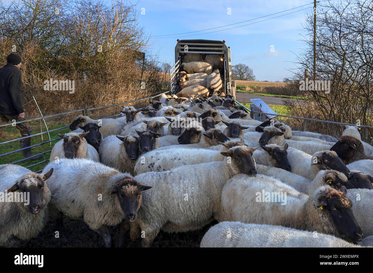 Shepherd si sta caricando nel rimorchio per bestiame a due piani, Meclemburgo-Vorpommern, Germania Foto Stock