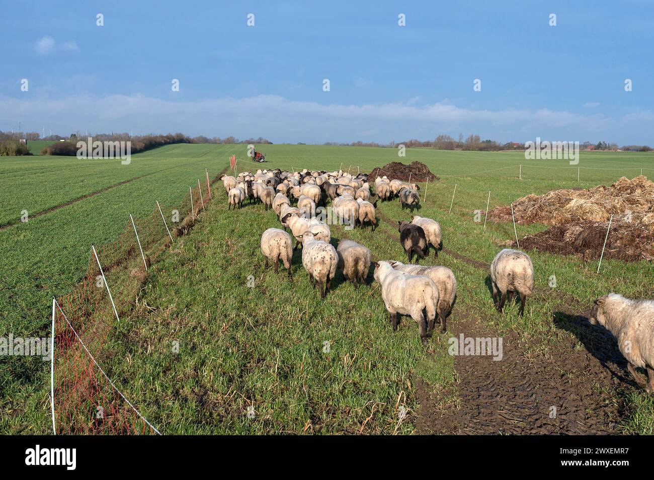 Pecore che corrono verso un nuovo pascolo, Meclemburgo-Pomerania occidentale, Germania Foto Stock