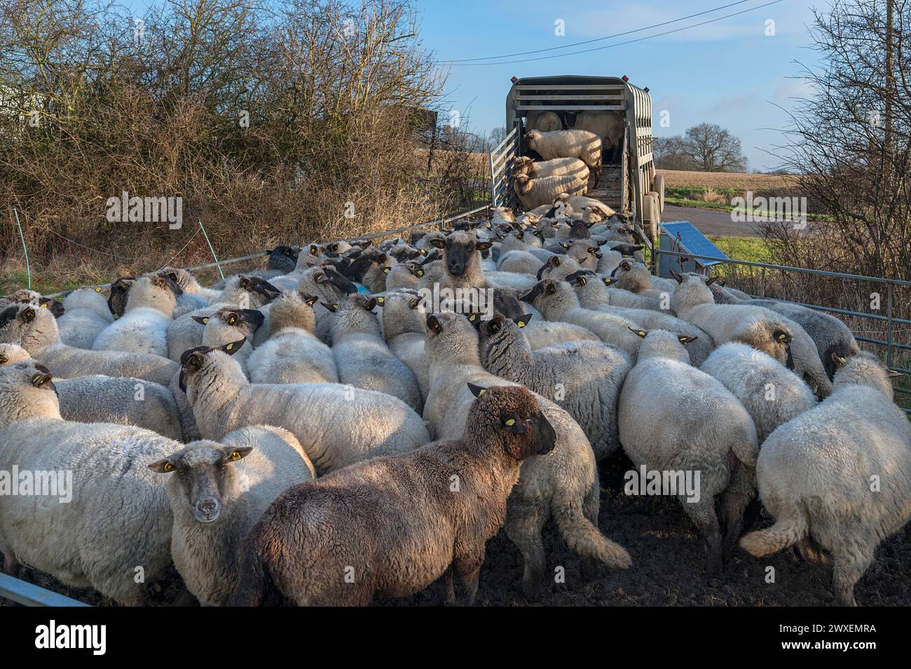 Pecore domestiche dalla testa nera (Ovis gmelini aries) caricate su un rimorchio per bestiame a due piani, Meclemburgo-Pomerania occidentale, Germania Foto Stock