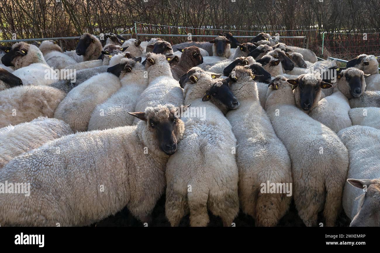 Pecore domestiche dalla testa nera affollata (Ovis gmelini aries) in una penna, Meclemburgo-Pomerania occidentale, Germania Foto Stock