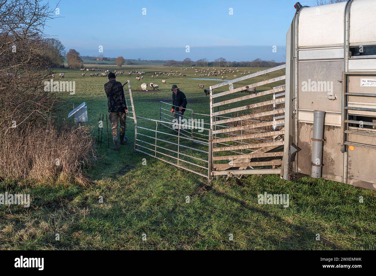I pastori preparano i recinti per le pecore per il carico, Meclemburgo-Vorpommern, Germania Foto Stock