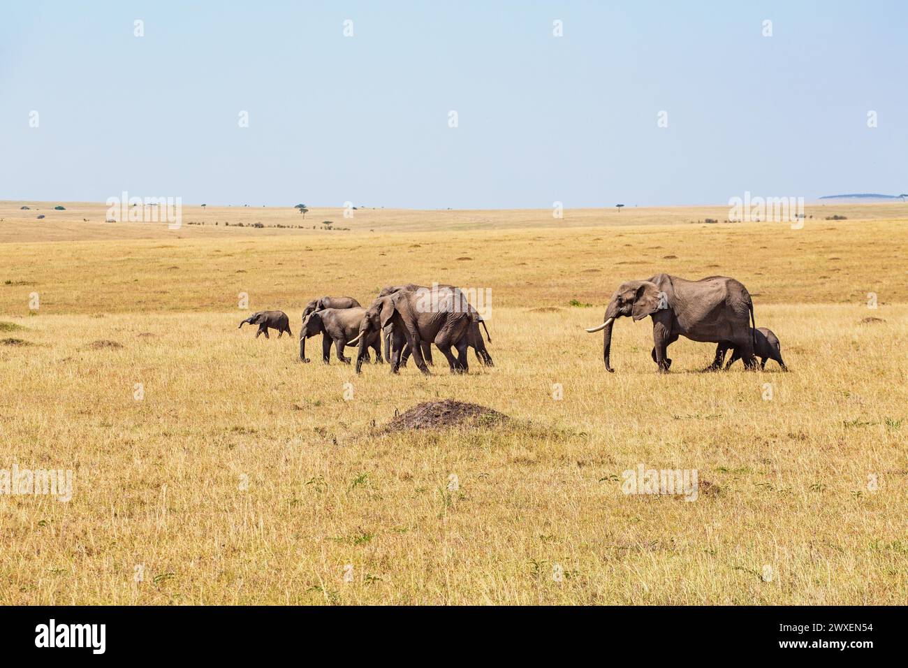 Gruppo familiare con elefanti africani (Loxodonta africana) con vitelli che camminano su una sassosa savana erbosa in Africa, Maasai Mara National Foto Stock