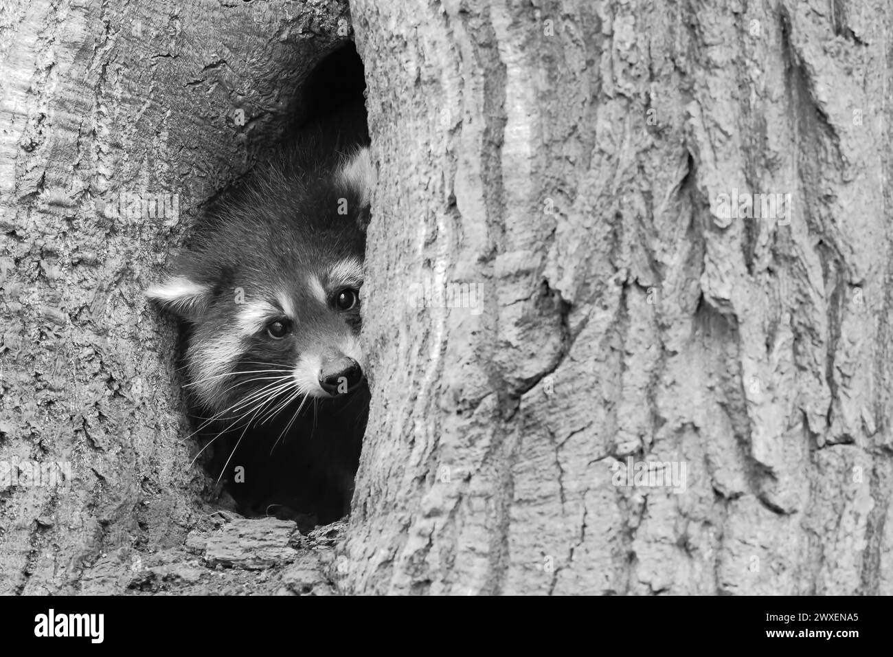 Un procione (procione) guarda fuori da una cavità dell'albero in bianco e nero, Assia, Germania Foto Stock