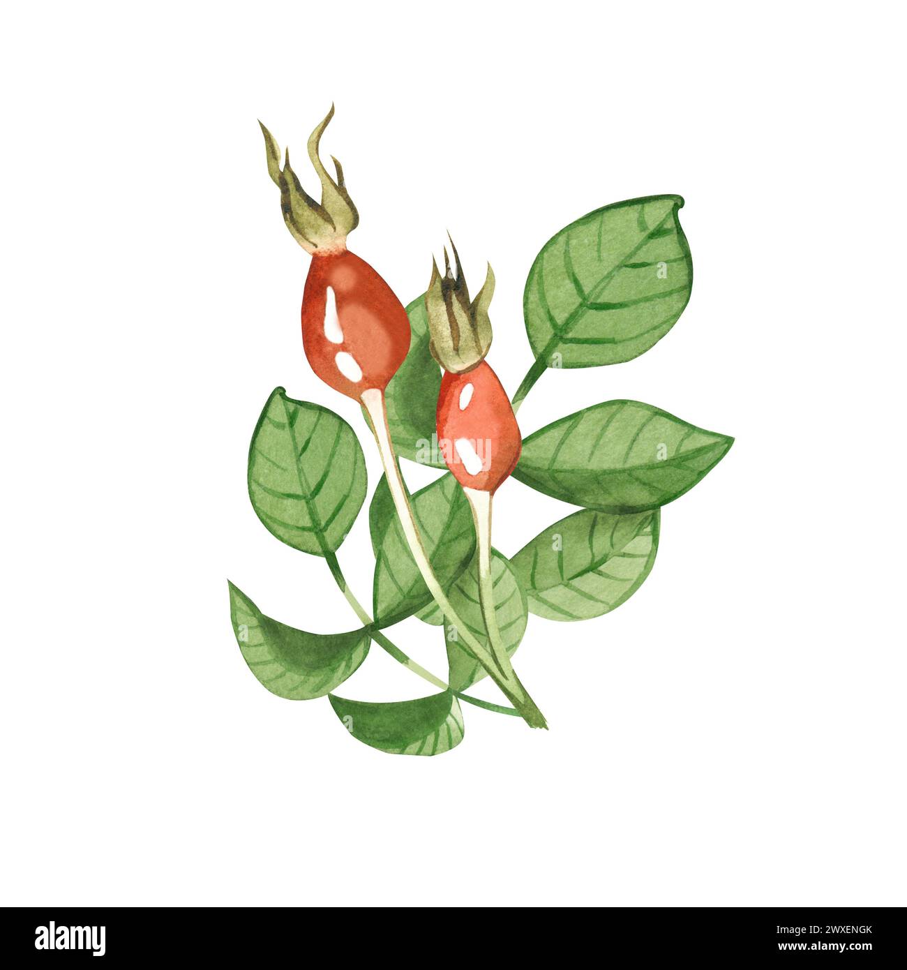 Composizione botanica di rosa fianchi e foglie di rosa fianchi disegnati a mano in acquerello su sfondo bianco. Adatto per la stampa su tessuto e carta. Foto Stock
