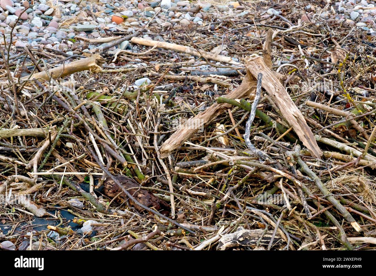 Primo piano di una massa aggrovigliata di ciottoli lavata su una spiaggia di ciottoli dopo un'intensa tempesta invernale, composta principalmente da piccoli rami e ramoscelli. Foto Stock